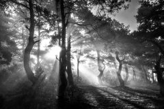 Gilles Varenne